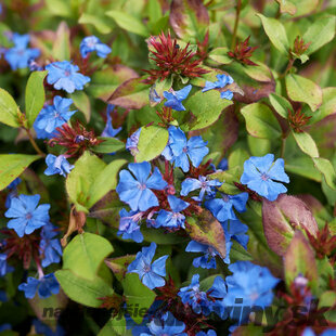 Rohoblíznik olovníkovitý, výška 10/15 cm, v črepníku P9 Ceratostigma plumbaginoides