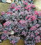 Rozchodníik SUN SPARKLER BLUE ELF PBR, 20/30 cm, v črepníku 3l Sedum SUNSPARKLER ‘Blue Elf‘ PBR