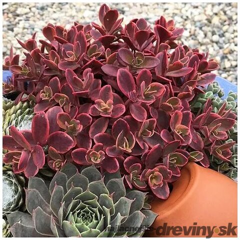 Rozchodníik SUN SPARKLER WILDFIRE ‘Wildfire‘ PBR 20/30 cm v črepníku 2l Sedum SUN SPARKLER WILDFIRE ‘Wildfire‘ PBR