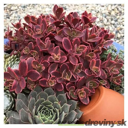 Rozchodníik SUN SPARKLER WILDFIRE ‘Wildfire‘ PBR 20/30 cm v črepníku 2l Sedum SUN SPARKLER WILDFIRE ‘Wildfire‘ PBR