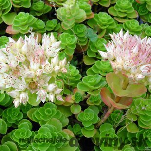 Rozchodník Album, v črepníku Sedum spurium