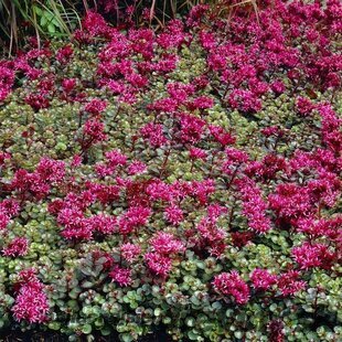 Rozchodník pochybný “Fuldaglut“, výška 10/15 cm, v črepníku Sedum spurium ‘Fuldaglut‘