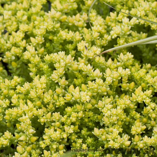 Rozchodník prudký Aureum, v črepníku Sedum Aureum