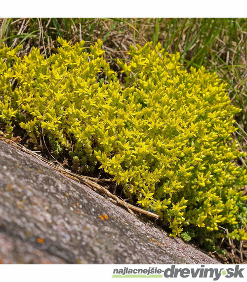 Rozchodník prudký, v črepníku Sedum Acre