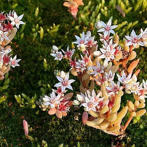 Rozchodník španielský, v črepníku Sedum hispanicum