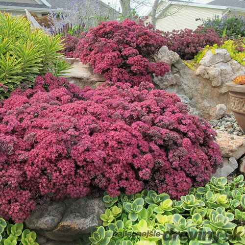 Rozchodník SUNSPARKLER DAZZLEBERRY ‘Dazzleberry‘ PBR, výška 20/+ cm, v črepníku 3l Sedum SUNSPARKLER DAZZLEBERRY ‘Dazzleberry‘ PBR