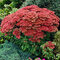 Rozchodník veľký ´HERBSTFREUDE´ 10/15 cm v črepníku P9 Sedum Herbstfreude