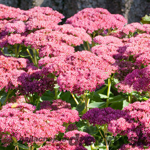 Rozchodnik velký ‘Herbstfreude‘, výška 10/15 cm, v črepníku Sedum ‘Herbstfreude‘