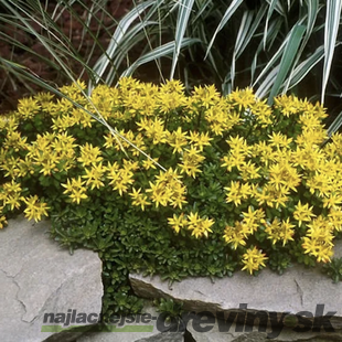 Rozchodník ‘Weihenstephaner Gold‘, výška 10/15 cm, v črepníku Sedum flor. ‘Weihenstephaner Gold‘