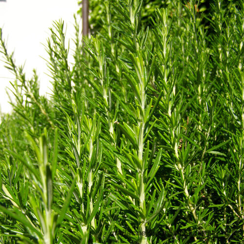 Rozmarín lekársky, na kmienku, výška 50/60 cm, v črepníku Rosmarinus Officinalis