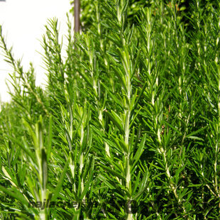 Rozmarín lekársky, na kmienku, výška 50/60 cm, v črepníku Rosmarinus Officinalis