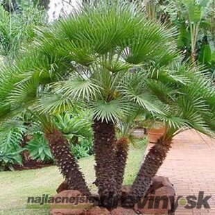 Rozmarín lekársky, výška 20/30 cm, v črepníku Rosmarinus officinalis