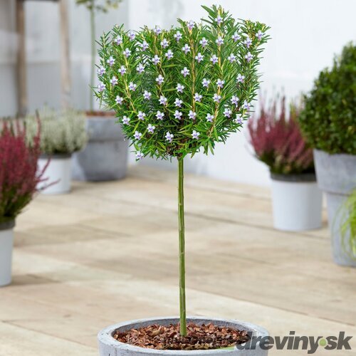 Rozmarín lekársky, výška 30/50 cm, v črepníku 2l Rosmarinus officinalis