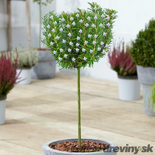 Rozmarín na kmienku 30/40 cm, v črepníku Rosmarinus officinalis