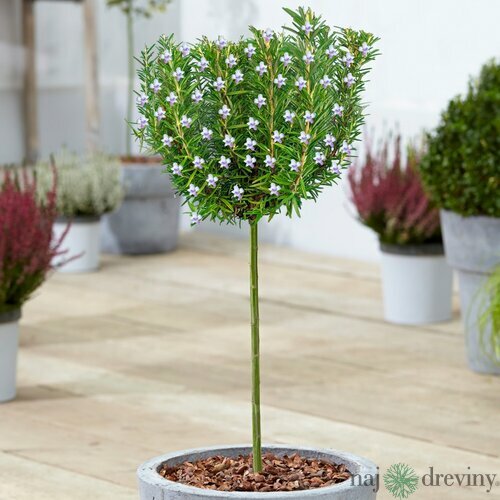 Rozmarín na kmienku 50/70 cm, v črepníku Rosmarinus officinalis
