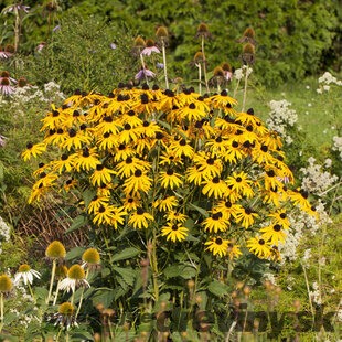 Rudbeckia Goldsturm, v črepníku P9 Rudbeckia fulgida Goldsturm