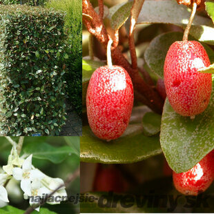 Ruská oliva (hlošina ebbingeova) 30/50 cm, v črepníku NEOPADAVÝ/ VHODNÝ NA ŽIVÉ PLOTY/JEDLÉ PLODY Elaeagnus (Eleagnus) ebbingei