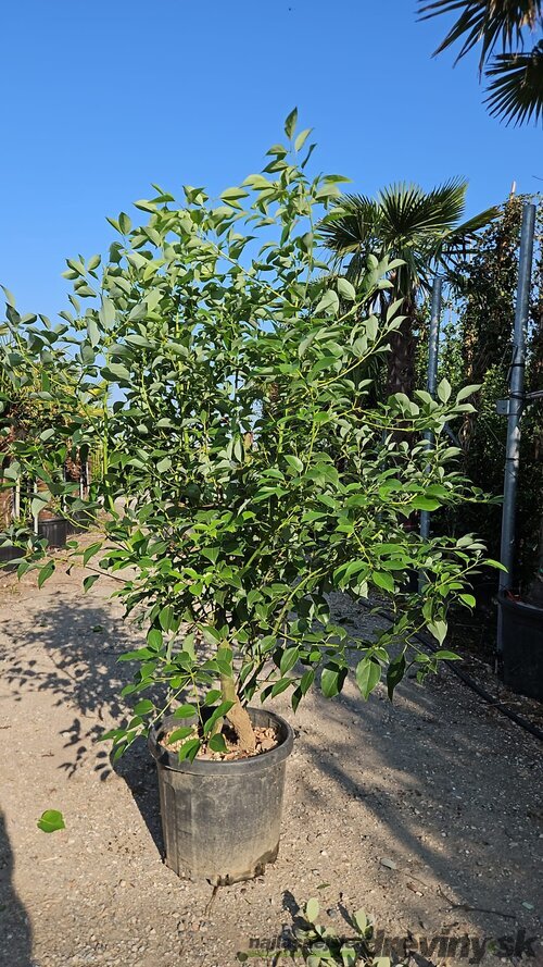 Ruská oliva - Hlošina Ebbingeova na kmienku 120 cm v črepníku Elaeagnus Ebbingeii