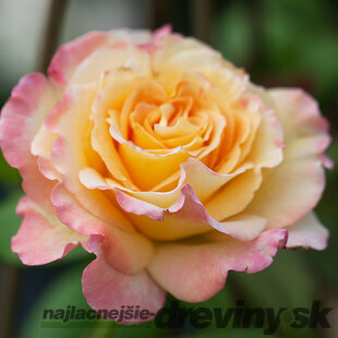 Ruža Aquarell , výška 60/80 cm, v črepníku 3l Rosa Aquarell