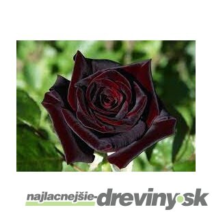 Ruža Black Baccara, výška 60/80 cm, v črepníku 3l Rosa Black Baccara