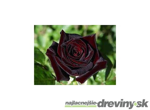 Ruža Black Baccara, výška 60/80 cm, v črepníku 3l Rosa Black Baccara