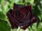 Ruža Black Baccara, výška 60/80 cm, v črepníku 3l Rosa Black Baccara