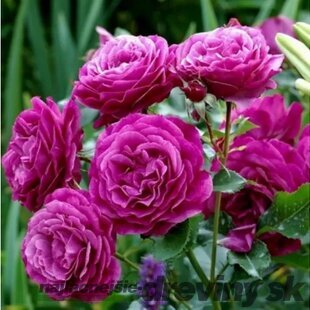 Ruža Blue Eden PBR, 30/50 cm, v črepníku 5l Rosa BLUE EDEN ‘Wekisosblip‘
