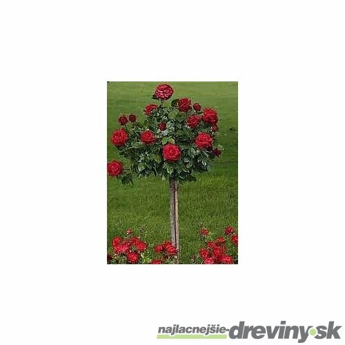 Ruža červená na kmienku 90/110cm, v črepníku Rosa