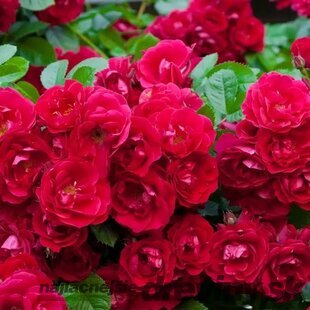 Ruža FAIRY DANCE ‘Harward‘ 20/40 cm v črepníku 2l Rosa FAIRY DANCE ‘Harward‘