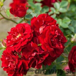 Ruža Fairy King, výška 40/60 cm, v črepníku Rosa Fairy King