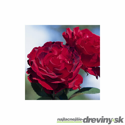 Ruža Homage u Barbara, v črepníku Rose Homage u Barbara