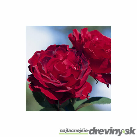 Ruža Homage u Barbara, v črepníku Rose Homage u Barbara