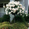 Ruža na kmienku biela , v črepníku 90/110cm Rosa