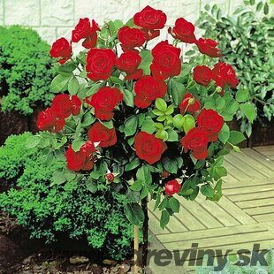 Ruža na kmienku Eltoro , v črepníku 90/110cm Rosa