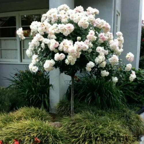 Ruža na kmienku Guirlande de Amour - biela 90/110 cm, v črepníku 5l Rosa