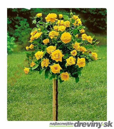 Ruža na kmienku Handsestadt Rostock-žltá, 90/110 cm, v črepníku 7l Rosa