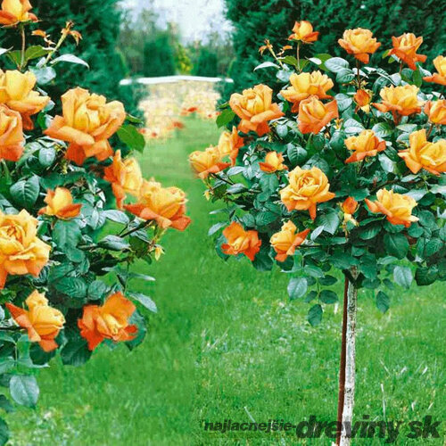 Ruža na kmienku Monica - oranžová, výška 90/110 cm, v črepníku 7l Rosa orange