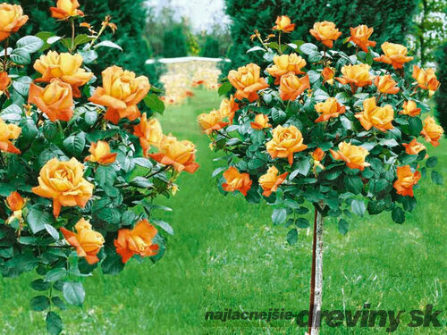 Ruža na kmienku Monica - oranžová, výška 90/110 cm, v črepníku 7l Rosa orange
