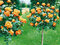 Ruža na kmienku oranžová 90/110 cm, v črepníku Rosa orange