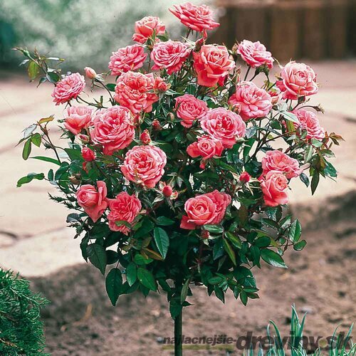 Ruža na kmienku ružová 90/110 cm, v črepníku Rosa