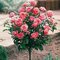 Ruža na kmienku ružová 90/110 cm, v črepníku Rosa
