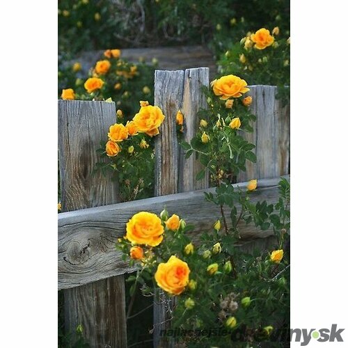 Ruža popínavá Golden Gate®, v črepníku Rose Golden Gate