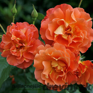 Ruža popínavá oranžová Westerland, v črepníku 2l Rosa Westerland