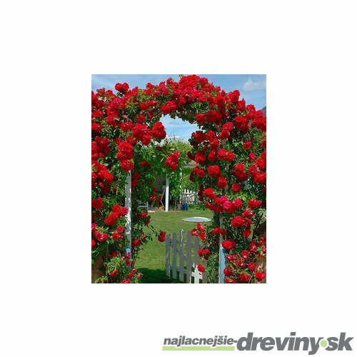 Ruža popínavá Paul Scarlet červená, v črepníku 2 litre Rose Paul Scarlet