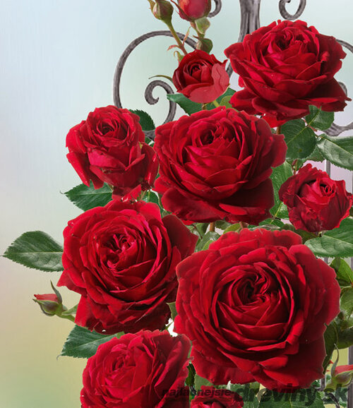 Ruža popínavá Red Flame ®, v črepníku 5l Rose Thats Jazz