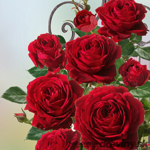 Ruža popínavá Red Flame ®, v črepníku 5l Rose Thats Jazz