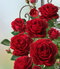 Ruža popínavá Red Flame ®, v črepníku 5l Rose Thats Jazz