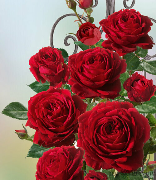 Ruža popínavá That’s Jazz®, v črepníku 7l Rose Thats Jazz