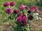 Ruža PURPLE EDEN ‘Weksmopur‘, výška 30/+ cm, v črepníku 5l Rosa PURPLE EDEN ‘Weksmopur‘