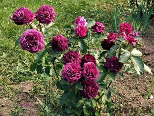 Ruža PURPLE EDEN ‘Weksmopur‘, výška 30/+ cm, v črepníku 5l Rosa PURPLE EDEN ‘Weksmopur‘